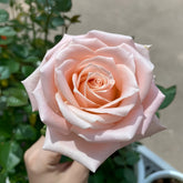 Almond Milk Candy Rose